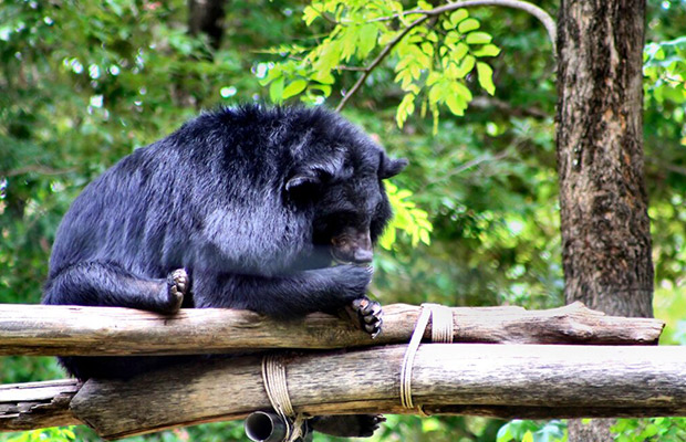 Bear-Sanctuary-Experience,-Caring-for-Cambodia's-Wildlife1
