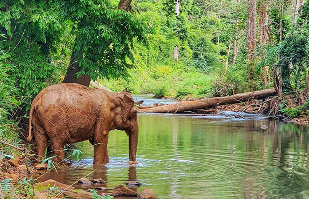 Elephant-Valley-Project-at-Modul-Kiri