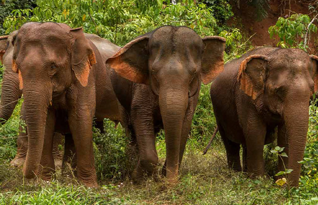Elephant-Valley-Project-at-Modul-Kiri2
