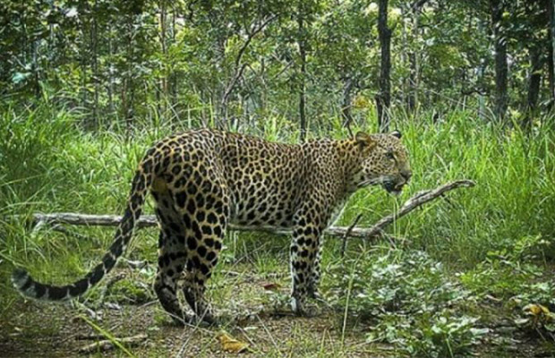Lumphat-Wildlife-Sanctuary-at-Ratanakiri