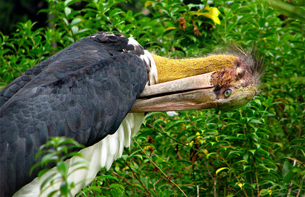 Lumphat-Wildlife-Sanctuary-at-Ratanakiri1