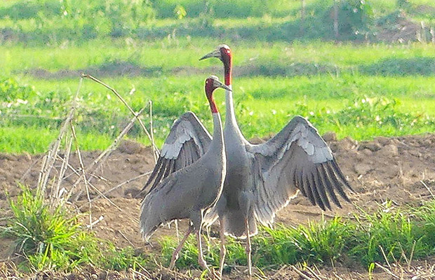 Lumphat-Wildlife-Sanctuary-at-Ratanakiri3