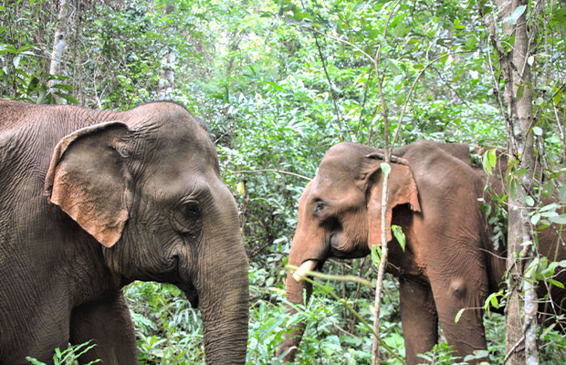 Phnom-Rich-Wildlife-Sanctuary-at-Modul-Kiri