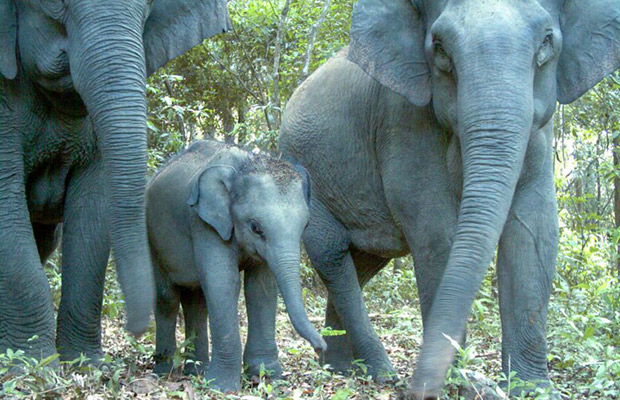 Phnom-Rich-Wildlife-Sanctuary-at-Modul-Kiri3